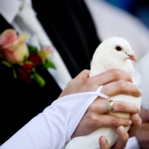 Porumbei Albi pentru nunta