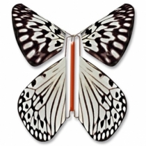 Fluture Zburator Leuconoe